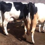 Shopian woman scripts success in dairy farming