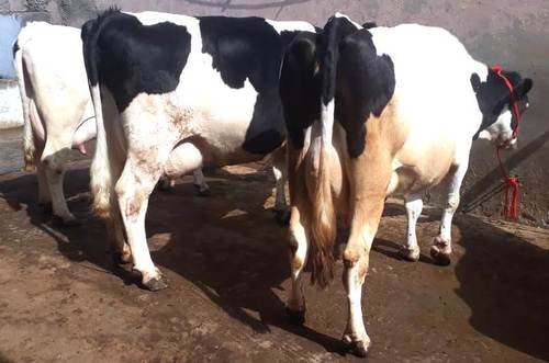 Shopian woman scripts success in dairy farming