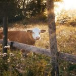 This Cows Breed Produces 10 to 20 Times More Milk Than Regular Cows