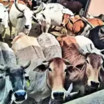 UP to get Gujarat's Gir cows via Brazil