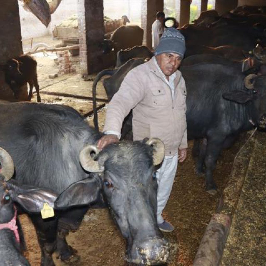 Dairy complex project fails to take off in Rohtak