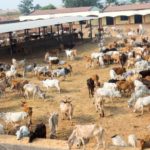 Enhancing sustainability in India’s dairy industry