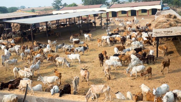 Enhancing sustainability in India’s dairy industry