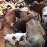 Government Aims for Full Livestock Vaccination Against Foot and Mouth Disease by December 20