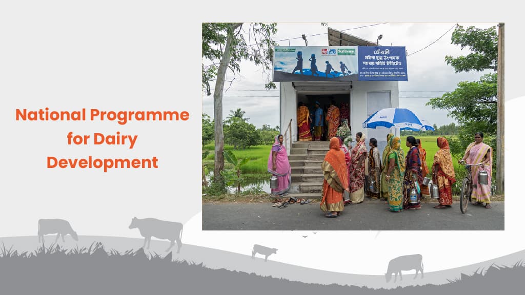 Government implements National Programme for Dairy Development scheme