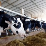 Govt Sets Up 19-Member Council For Promotion of Dairy Industry