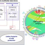 Pathways for enhancing sustainability and resilience in India's critical small dairy operations