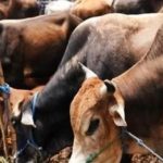 Rs 200 crore loans disbursed in two months for purchasing milch animals