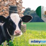 ¡The Liquid Gold of Mexico! Get to Know the Cattle Breeds That Are Transforming the Dairy Industry