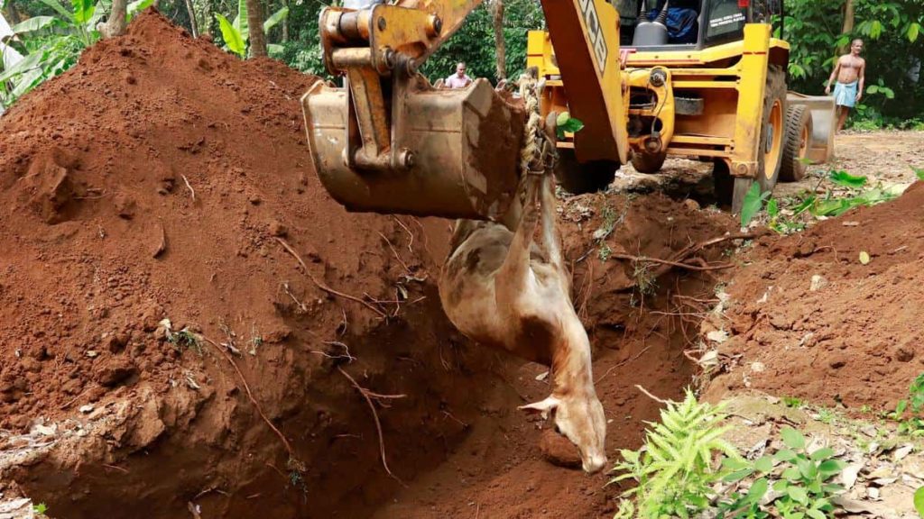 13 cows of 15-year-old dairy farmer die due to poisoning in Idukki