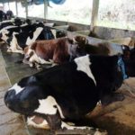 Dairy farmers call for timely payment