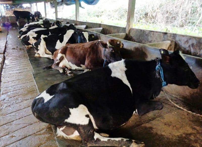 Dairy farmers call for timely payment