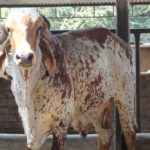 India imports bull semen from Brazil to raise milk production