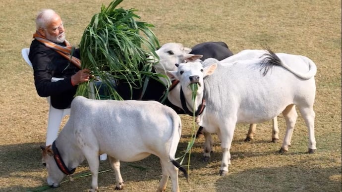 PM Modi and 'cute cows