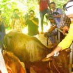 Raining rewards for young dairy farmer in Velliyamattom