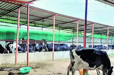 Woman’s dairy farming success 5 to 46 cows, producing 650L daily