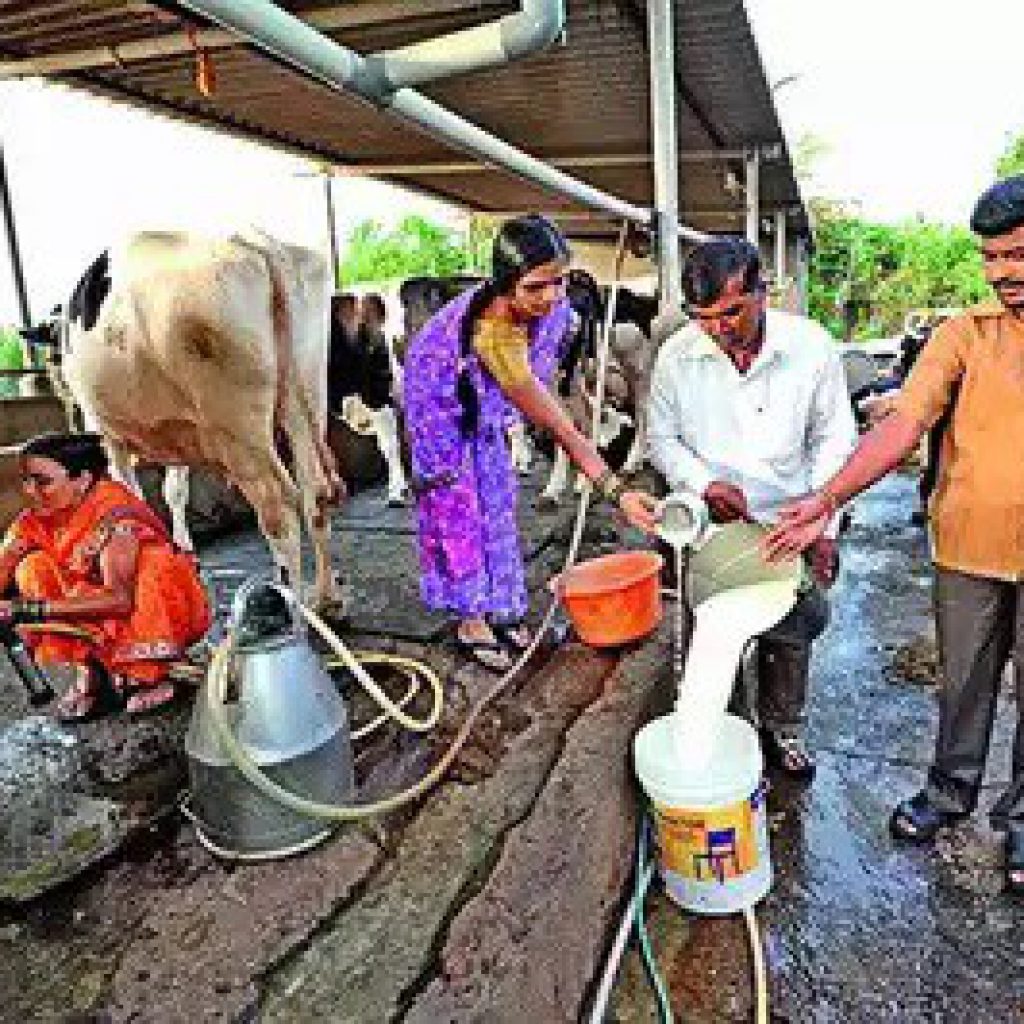 Madhya Pradesh On table, Rs 5L top-up as milk farming incentve