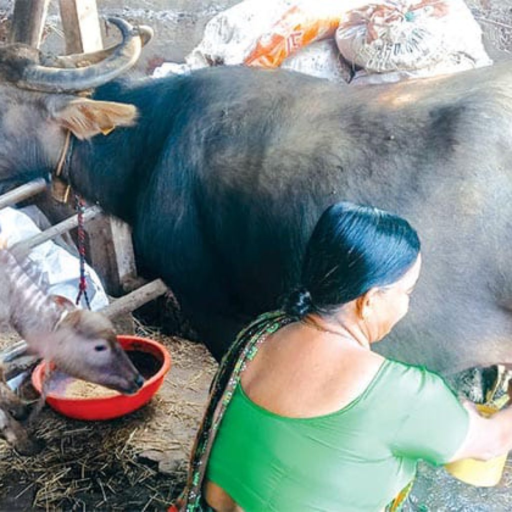 Mayem farmer Prasad Wadkar’s journey of sacrifice and survival