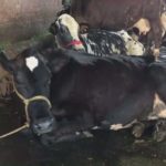 50% cattle vaccinated against lumpy skin disease in Punjab