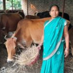 ACC’s Dairy Farming Program Elevates Women’s Economic Empowerment