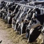 Dairy cattle in Texas and Kansas test positive for bird flu