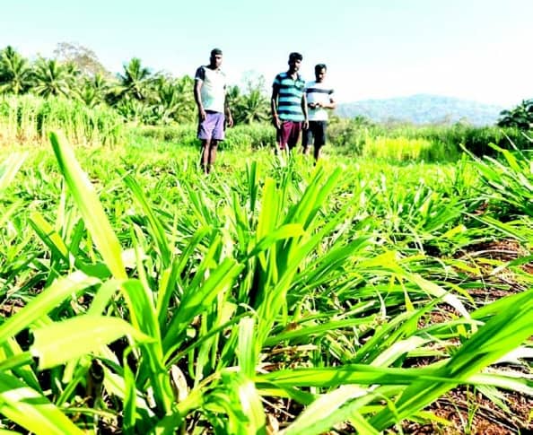 Dairy farmers stare at losses as bison ravage grasslands in Sanguem