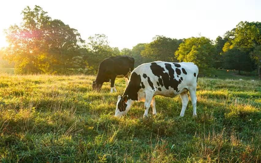 Dairy industry ‘sunburnt’ Milk production declines due to soaring temperatures1