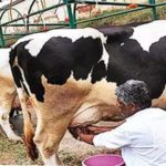 Free Medical Treatment to Milk Farmers from VCS, KMU, TANA