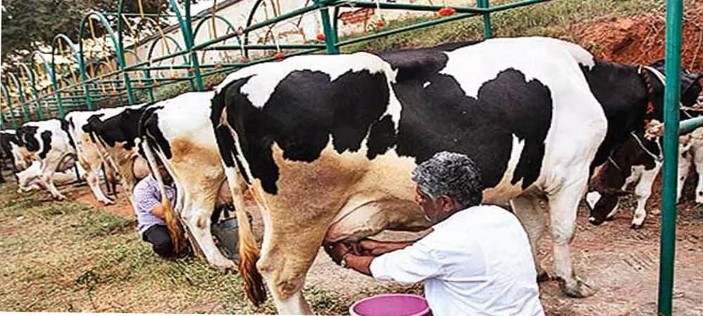 Free Medical Treatment to Milk Farmers from VCS, KMU, TANA