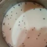 Gujarat Amul Customer In Ahmedabad Finds Dead Ants In Milk Pouches, Seeks Compensation And Investigation