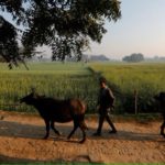 India’s Millions of Dairy Farms Creating Tricky Methane Problem