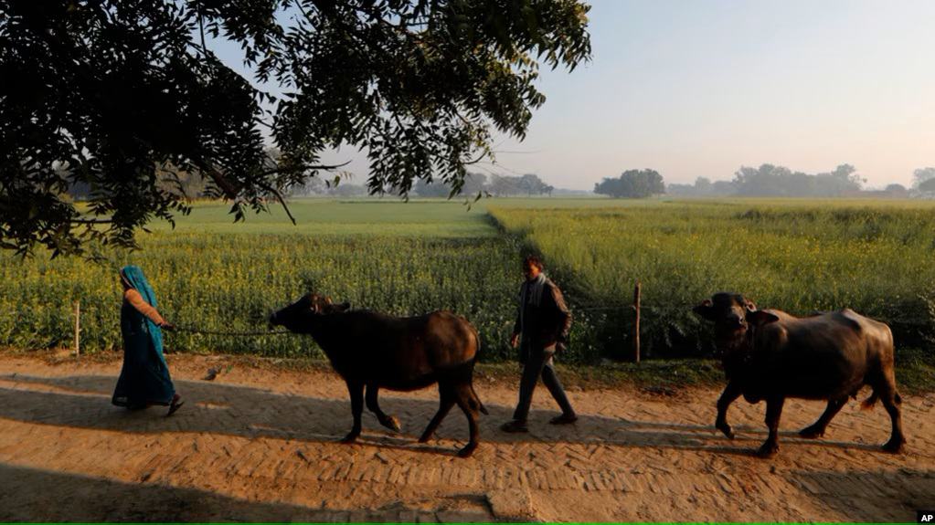 India’s Millions of Dairy Farms Creating Tricky Methane Problem