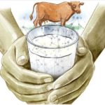 Milma facilitates insurance scheme for dairy farmers facing heat distress in Thiruvananthapuram