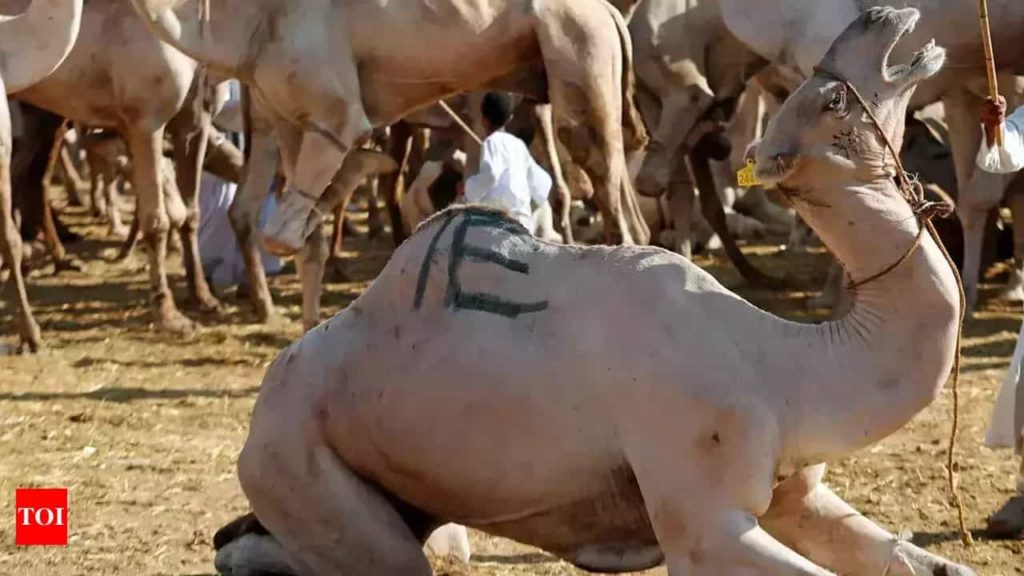 camel milk