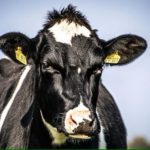 Scientists Create First Transgenic Cow Producing Human Insulin in Milk