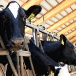 Scorching summer heat raises concerns for livestock health; Increased sunburn risks identified