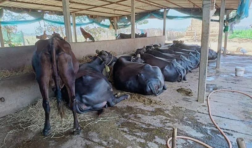 Structural engineer from Telangana quits job to start dairy farming, makes Rs. 2.5 lakh a month