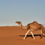 After Goats and Cows, Camels To Enter Commercial Dairy Business
