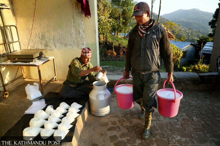 Dairy farmers to get one-third of outstanding dues by this week