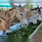 Gujarat farmer's online donkey milk business rakes in Rs 3 lakh monthly