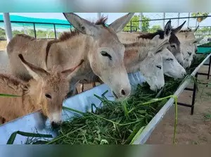 Gujarat farmer's online donkey milk business rakes in Rs 3 lakh monthly