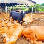 Imports should not use ‘fresh milk’ label farmers