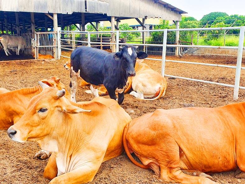 Imports should not use ‘fresh milk’ label farmers