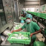 Milk production in India may reach 300 million tonnes by 2030