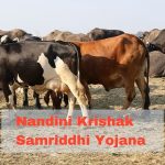 Nandini Krishak Samriddhi Yojana Get Rs 31 lakh Subsidy for Opening Cow Dairy, Know the Eligibility and Application Process