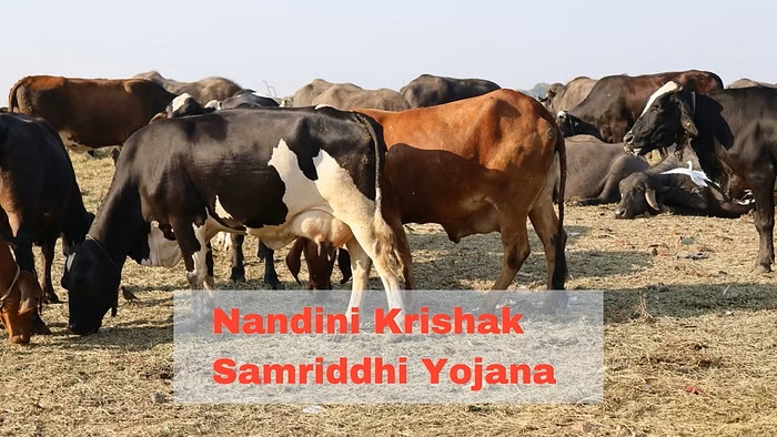 Nandini Krishak Samriddhi Yojana Get Rs 31 lakh Subsidy for Opening Cow Dairy, Know the Eligibility and Application Process