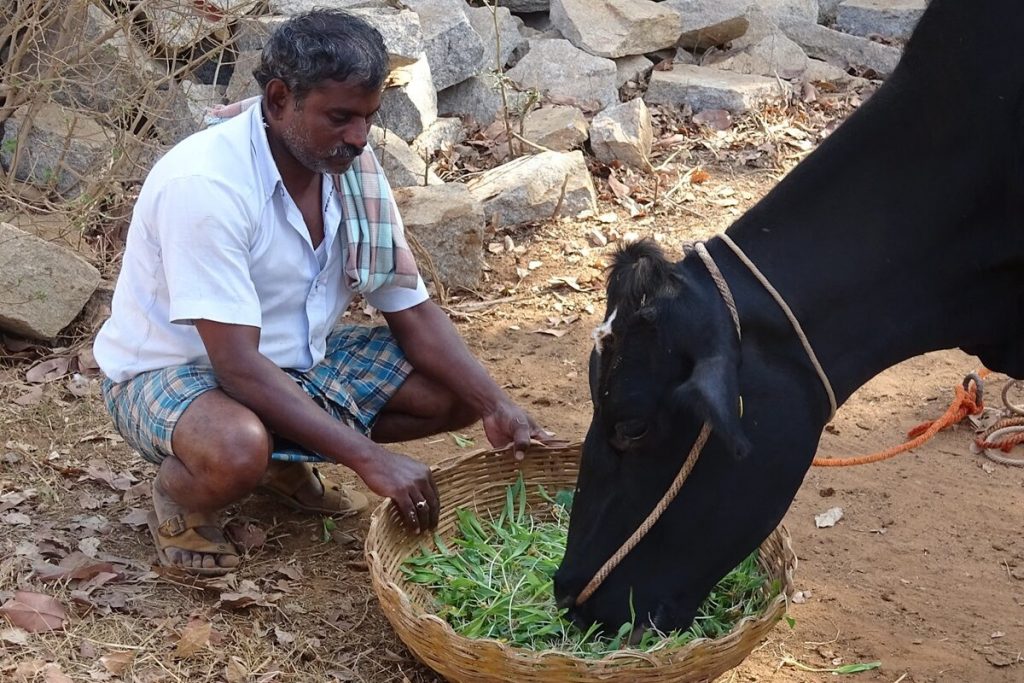 Revolutionising dairy farming with hydroponic fodder amidst a fodder shortage