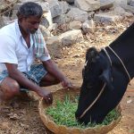 Revolutionising dairy farming with hydroponic fodder amidst a fodder shortage