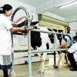 Role of veterinary docs hailed in hiking country’s milk prod