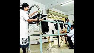 Role of veterinary docs hailed in hiking country’s milk prod